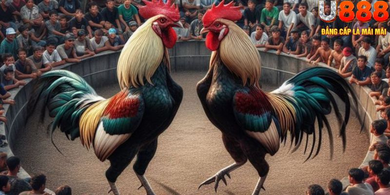 Khám phá sảnh đá gà U888 hấp dẫn nhất