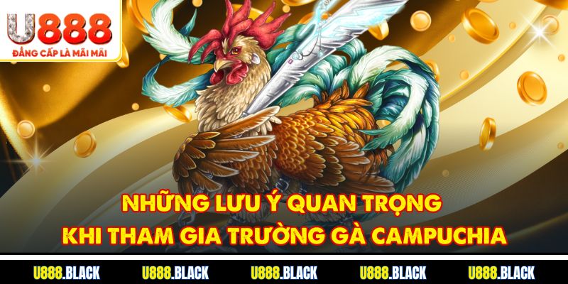 Những lưu ý quan trọng khi tham gia trường gà Campuchia